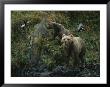 A Pair Of Grizzly Bears Spook Some Birds At Waters Edge by Karen Kasmauski Limited Edition Pricing Art Print