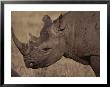 A Close View Of The Head Of A White Rhinoceros by Jodi Cobb Limited Edition Print