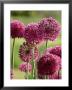 Allium Hollandicum Purple Sensation (Ornamental Onion) by Fiona Mcleod Limited Edition Print