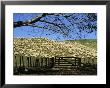 Sheep Brought In For Shearing, Tautane Station, North Island, New Zealand by Adrian Neville Limited Edition Print