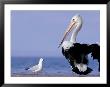 Australian Pelican And Gull On Beach, Shark Bay Marine Park, Australia by Theo Allofs Limited Edition Print