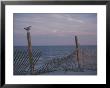 A Seagull Pauses Momentarily On A Wooden Fence Used For Dune Control by Stacy Gold Limited Edition Print