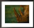 Close View Of The Two Horns On A Southern Black Rhinoceros by Joel Sartore Limited Edition Pricing Art Print