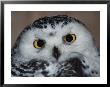 Portrait Of A Snowy Owl by Paul Nicklen Limited Edition Print