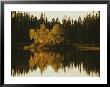 Surrounding Forest Is Reflected In The Still Lake by Raymond Gehman Limited Edition Print
