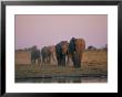 Elephants Roam The Plains Of Moremi Game Reserve by Chris Johns Limited Edition Pricing Art Print