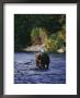 A Kodiak Brown Bear Hunts For Fish by George F. Mobley Limited Edition Pricing Art Print
