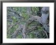 Texas Madrone Tree Limbs (Arbutus Texana) by Michael Melford Limited Edition Print
