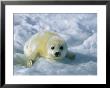 A Gray Seal Pup Stares Directly At The Camera by Norbert Rosing Limited Edition Pricing Art Print