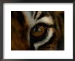 Close-Up Of The Eye Of A Captive Bengal Tiger by Michael Nichols Limited Edition Pricing Art Print