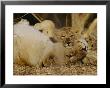 Female Asian Lion With Cub by Mattias Klum Limited Edition Pricing Art Print