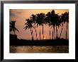 Palm Trees Silhouetted Against Sunset, Hikkaduwa, Southern, Sri Lanka by Mark Daffey Limited Edition Pricing Art Print
