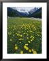Rogers Pass, Glacier National Park, British Columbia, Canada by Michael S. Lewis Limited Edition Pricing Art Print