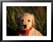 Eight-Week-Old Golden Retriever Puppy by Frank Siteman Limited Edition Print