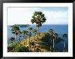 Palm Trees, Water, Phuket, Thailand by Jacob Halaska Limited Edition Print