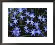 Close View Of Spring Flowers by Darlyne A. Murawski Limited Edition Print