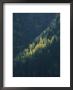 A View Of Evergreen And Quaking Aspen Trees Near Ouray by Marc Moritsch Limited Edition Print
