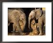 Two Two-Year-Old African Elephant Calves Rubbing Against A Stump After A Mud Bath by Beverly Joubert Limited Edition Print