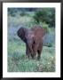 African Baby Elephant, Luxodonta Africana, Tanzania by Robert Franz Limited Edition Print