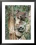 Koala Bear, Phascolarctos Cinereus, Among Eucalypt Leaves, South Australia, Australia by Ann & Steve Toon Limited Edition Print