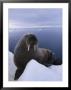 A Portrait Of An Atlantic Walrus by Paul Nicklen Limited Edition Print