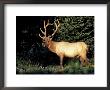 Bull Roosevelt Elk At Sunrise Picnic Area, Mt. Rainier National Park, Washington, Usa by Jamie & Judy Wild Limited Edition Print