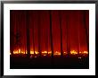 Forest Floor Fire In Teak Plantation, Playa Negra, Costa Rica by Brent Winebrenner Limited Edition Print