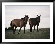 Two Wild Horses Walk Across A Meadow In The Bighorn Canyon National Recreation Area by Raymond Gehman Limited Edition Print