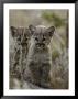 Pair Of Eight-Week-Old Cougar Kittens by Jim And Jamie Dutcher Limited Edition Print