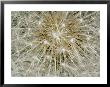 Close-Up Of A Common Dandelion by Brian Gordon Green Limited Edition Print