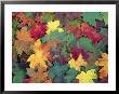 Close-Up Of Bright Yellow Golden Fall Leaves by John Miller Limited Edition Pricing Art Print
