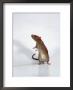 Domestic Rats At Play by Steimer Limited Edition Print