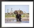 African Elephant, Warning Posture Display At Waterhole With Giraffe, Etosha National Park, Namibia by Tony Heald Limited Edition Print
