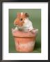 Guinea Pig In Flower Pot by De Meester Limited Edition Print