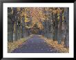 Sugar Maples In A Rye Cemetary, New Hampshire, Usa by Jerry & Marcy Monkman Limited Edition Print