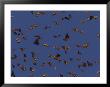 Monarch Butterflies In Flight by Raul Touzon Limited Edition Print