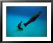 A Pair Of Galapagos Sea Lions Swimming In Crystal Clear Waters by Heather Perry Limited Edition Pricing Art Print