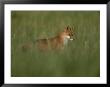 A Red Fox Hunting In Tall Grass by Roy Toft Limited Edition Print