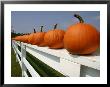 Bright Pumpkins Line A Fence Casting An Autumn Shadow by Stephen St. John Limited Edition Print