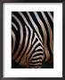 Close Up Of A Zebras Stripes by Nick Caloyianis Limited Edition Pricing Art Print
