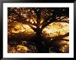 Sunlight Filters Through The Branches Of A Large Tree by Paul Chesley Limited Edition Print