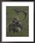 A Barren Ground Caribou Bull With Huge Antlers by Michael S. Quinton Limited Edition Print