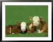 Hereford, Bos Taurus 2 Young Calves Lying In Meadow Yorkshire, Uk by Mark Hamblin Limited Edition Print