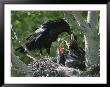 An Adult Raven Feeds A Group Of Hungry Chicks by Michael S. Quinton Limited Edition Pricing Art Print