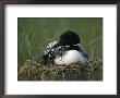 A Common Loon Sits With A Chick On Her Marshy Nest by Michael S. Quinton Limited Edition Print
