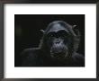 Portrait Of The Chimpanzee Fifi by Michael Nichols Limited Edition Print