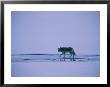 Coyote Walking On Frozen Yellowstone Lake by Bobby Model Limited Edition Pricing Art Print
