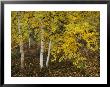 Birch Trees Along The Mackenzie River by Raymond Gehman Limited Edition Print