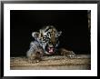 A Young Siberian Tiger by Dr. Maurice G. Hornocker Limited Edition Print