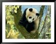 Juvenile Giant Panda by Lu Zhi Limited Edition Pricing Art Print